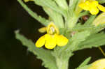 Yellow glandweed
